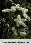 Fleurs-Fruits-Feuilles de melaleuca quinquenervia