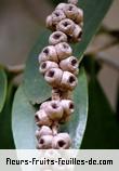 Fruit de melaleuca quinquenervia