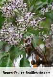 Fleurs-Fruits-Feuilles de melia azedarach