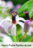 Fleurs de melia azedarach