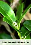 Fleurs-Fruits-Feuilles de melicope borbonica