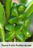 fruits de melicope obscura