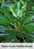 Fleurs-Fruits-Feuilles de melicope obtusifolia