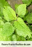 Fleurs-Fruits-Feuilles de melissa officinalis