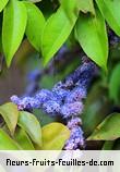 Fleurs de memecylon edule