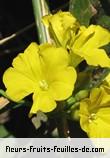 Fleurs-Fruits-Feuilles de merremia umbellata