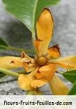 Fleurs de michelia champaca