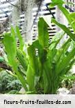 Feuilles de microsorum punctatum