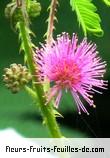 Fleurs de mimosa diplotricha