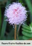 Fleurs de mimosa pudica
