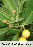 fruits de mimusops coriacea