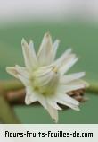 Fleurs de mimusops elengi