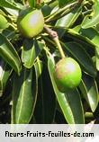 Fruit de mimusops maxima