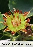 Fleurs de mimusops maxima