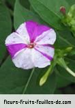 Fleurs-Fruits-Feuilles de mirabilis jalapa