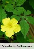 Fleurs de momordica charantia