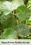 Fleurs-Fruits-Feuilles de monimia rotundifolia