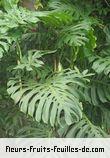 Fleurs-Fruits-Feuilles de monstera deliciosa