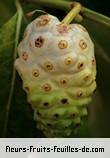 Fleurs-Fruits-Feuilles de morinda citrifolia