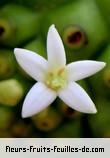 Fleurs de morinda citrifolia