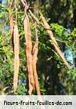 Fruit de moringa oleifera