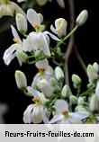 Fleurs de moringa oleifera