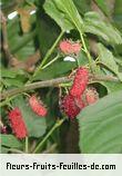 Fleurs-Fruits-Feuilles de morus alba