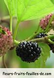 Fleurs-Fruits-Feuilles de morus nigra