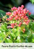 Fruit de murraya koenigii