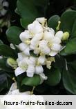 Fleurs-Fruits-Feuilles de murraya paniculata