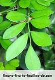 Feuilles de murraya paniculata