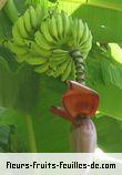 Fleurs-Fruits-Feuilles de musa acuminata