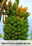 Fruit de musa acuminata