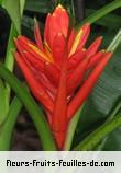 Fleurs-Fruits-Feuilles de musa coccinea