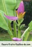 Fleurs-Fruits-Feuilles de musa ornata