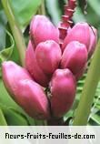 Fleurs-Fruits-Feuilles de musa velutina