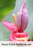 Fleurs de musa velutina