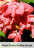 Fleurs-Fruits-Feuilles de mussaenda alicia