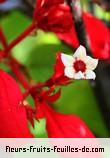 Fleurs-Fruits-Feuilles de mussaenda erythrophylla