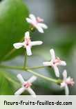 Fleurs-Fruits-Feuilles de myonima obovata