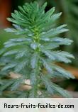 Feuilles de myriophyllum aquaticum