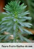 Fleurs-Fruits-Feuilles de myriophyllum aquaticum