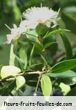 Fleurs-Fruits-Feuilles de myrtus communis