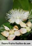 Fleurs de myrtus communis