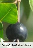 fruits de myrtus communis