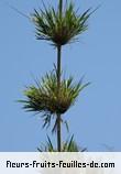 Fleurs-Fruits-Feuilles de nastus borbonicus