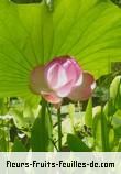 Fleurs-Fruits-Feuilles de nelumbo nucifera