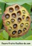Fruit de nelumbo nucifera