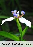 Fleurs-Fruits-Feuilles de neomarica gracilis