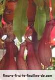 Fleurs-Fruits-Feuilles de nepenthes species